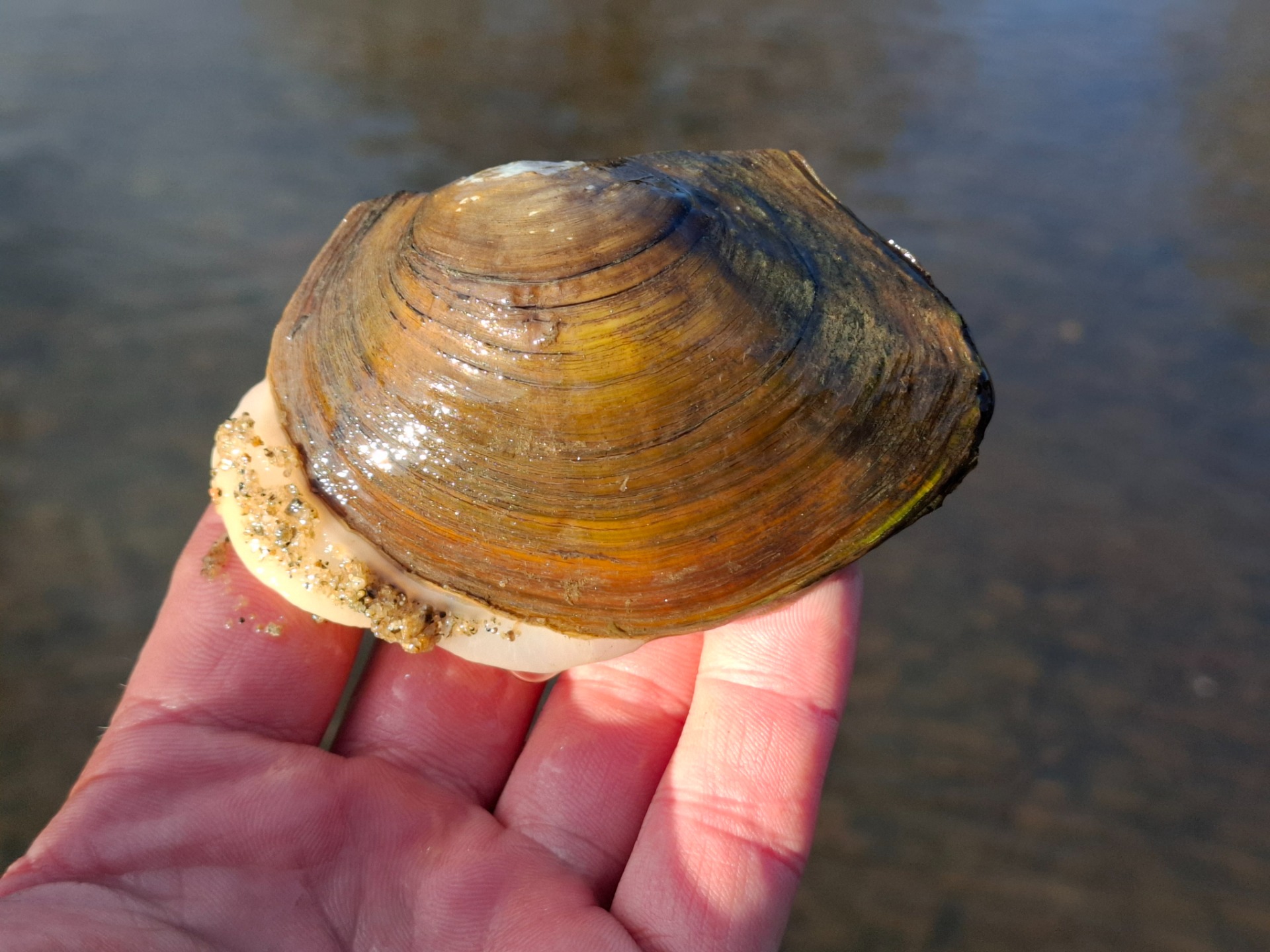 Zdroj: BIVALVIA s.r.o.